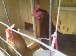 A Pair of Hens in a Backyard Chicken Coop
